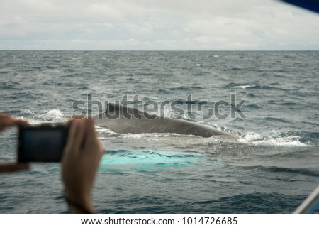Woman taking a picture of a humpback whale during a whale watching tour at Corcovado National Park, Costa Rica.