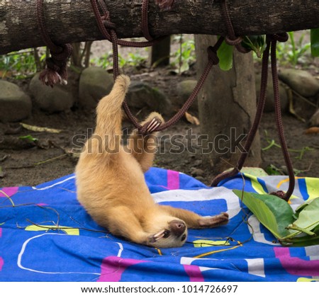 Baby sloth playing around in a rescue center near Puerto Viejo, Costa Rica.