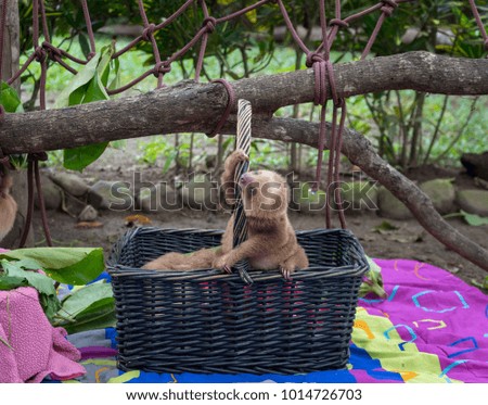 Baby sloth climbing a basket in a rescue center near Puerto Viejo, Costa Rica.