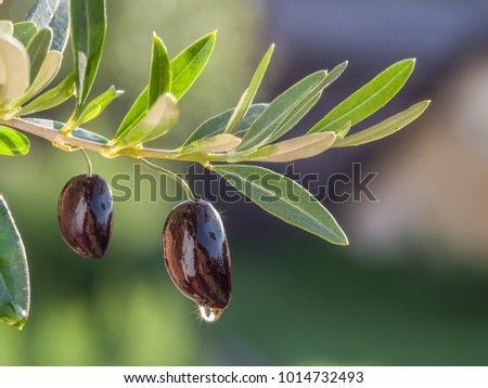 Drop of olive oil falling from berry and glittering in the sun. Conceptual picture.