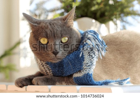 gray cat in blue scarf sits on table under tree near the window on a sunny day / warming the home atmosphere