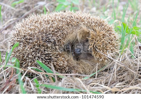 a little hedgehog lying on the grass close up