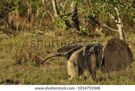 Giant anteater with baby
