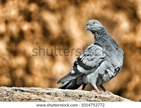This picture of a pigeon taken from the top of Jai Garh Fort , Jaipur, Rajasthan , India on 27 Dec 2017. 