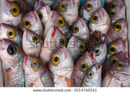fresh fish on fish market