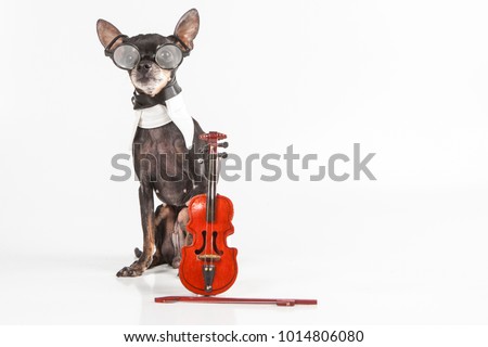 The dog guards the violin. Violin. Musical instrument. Violin near the dog. A miniature violin.