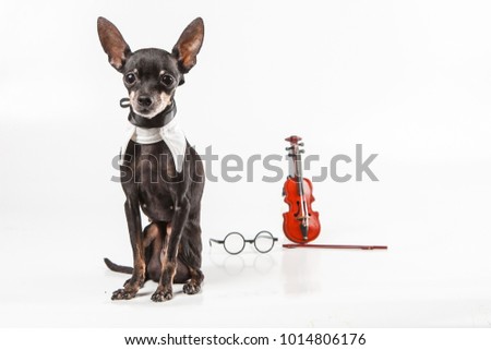 Dog is a musician. Little Violin. A dog with a violin. The dog guards the violin