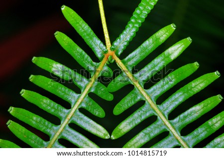 close up picture of green leaf