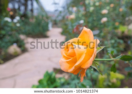 Beautiful close-up of orange rose with green leaves in the rose garden.
