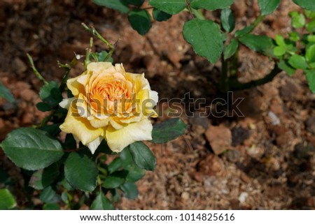 The dark yellow rose in the brown soil plots garden background.