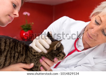 female veterenarian examines a cat with a stethoscope, red background, nurse is  helping