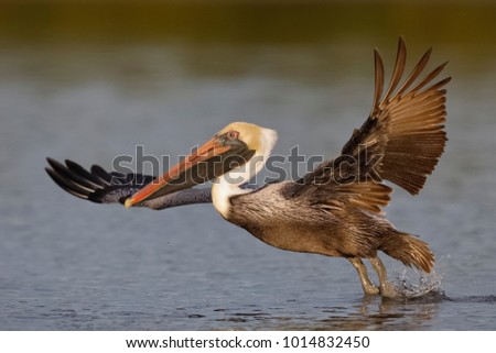 Brown Pelican (Pelecanus occidentalis) taking flight from a lagoon - Fort De Soto Park, Florida Royalty-Free Stock Photo #1014832450