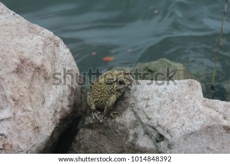 toad on the rock near of the river 