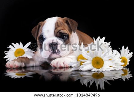 puppy bulldog and flowers daisies