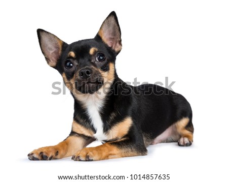 black chiwawa dog laying side ways looking in the camera with smiley face isolated on white background