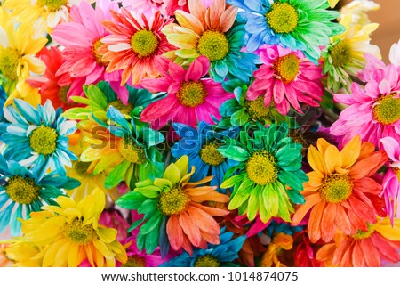 Rainbow Daisies. Chrysanthemum Rainbow Flower. Bouquets of blossom rainbow Chrysanthemum flowers, selective focus. Multi colored daisy flowers pattern background
 Royalty-Free Stock Photo #1014874075