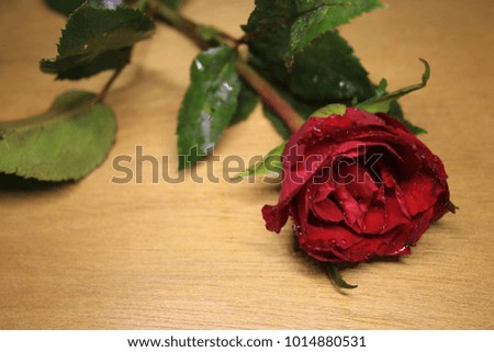 Red rose on wooden background, Pink rose, For you, i love you, Valentine day, marry