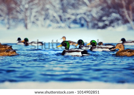 Duck Bird Winter Lake