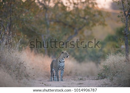 A horizontal, colour image of a leopard, Panthera pardus, pausing on a dirt road at sunset in the Greater Kruger Transfrontier Park, South Africa. Royalty-Free Stock Photo #1014906787