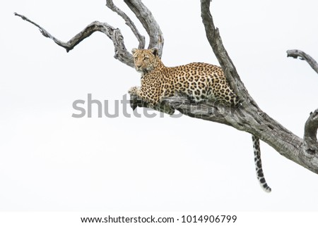 A horizontal, full length, low angle colour photo of a leopard, Panthera pardus, resting in a dead tree against a white background in the Greater Kruger Transfrontier Park, South Africa.