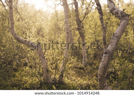 abstract birch  forest picture at the sunset time

