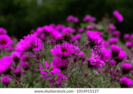  purple Aster,They are autumn flowers and have a beautiful purple color, This photo was taken in the city Heilbronn