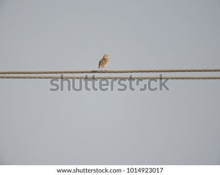 birds sitting on wire or sparrows
