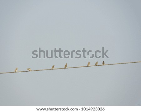 birds sitting on wire or sparrows