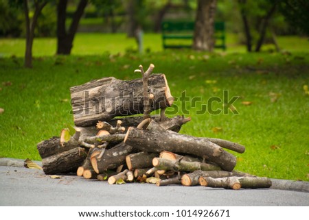 Firewood in Park