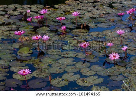Pink Lotus in the river.