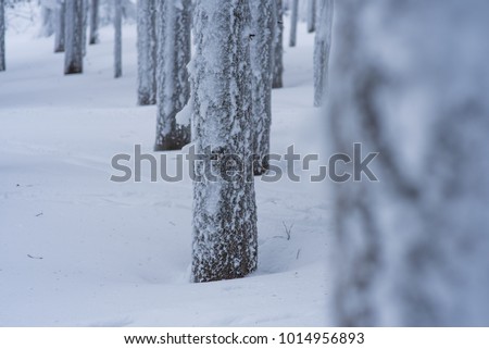 Beautiful winter frozen forest