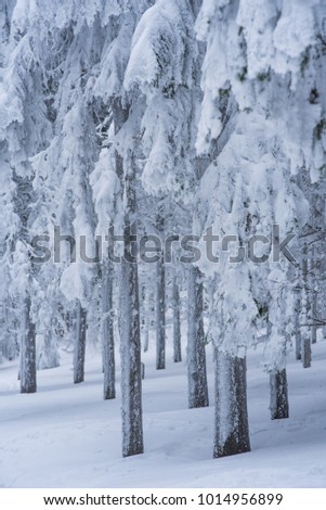 Beautiful winter frozen forest, original wallpaper with edit space