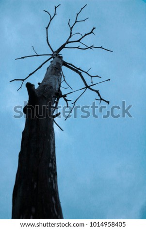Halloween material. Bare tree with blue sky in cloudy day which can be made to Halloween card. 