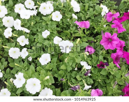 Pink and White petunia flower in the garden