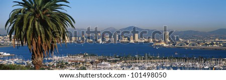 This is the San Diego Bay and harbor. There is a large palm tree to the left and many boats moored in the harbor.