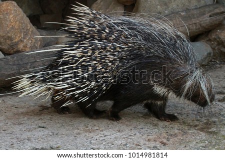 Cape porcupine, Lewa Wildlife Conservancy, Kenya 