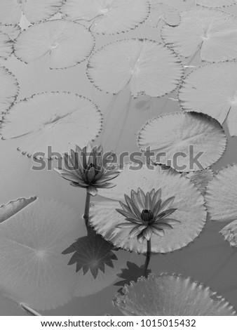 Lotus flowers in black and white style