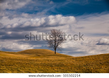 The small tree on the golf course in autumn