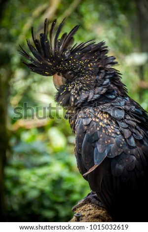 Black cockatoo perched on a log with its feathers raised on its head with a soft natural background Royalty-Free Stock Photo #1015032619