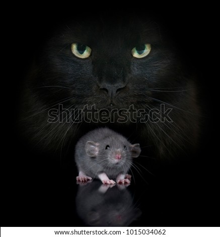 young rat and cat in front of black background