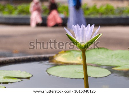Lotus or water lilly in a pond at the public park of Bangkok,Thailand. 
