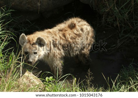 Spotted hyena, Masai Mara National Reserve, Kenya