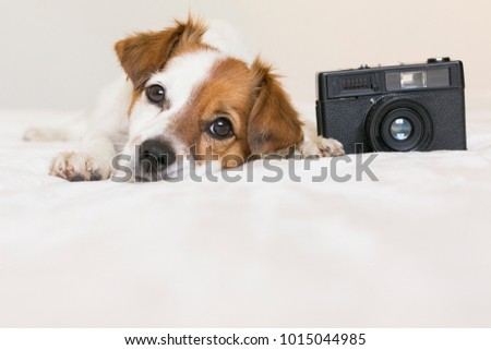 closeup portrait of a cute small dog sitting on bed with a black vintage camera. Pets indoors