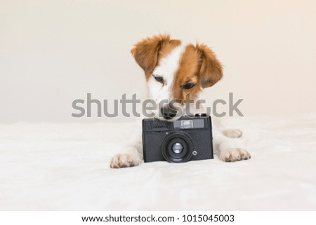 closeup portrait of a cute small dog sitting on bed and holding a black vintage camera. Pets indoors