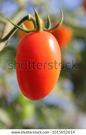 Red Roma tomato (Solanum lycopersicum L.) growing on a branch, planting at field.