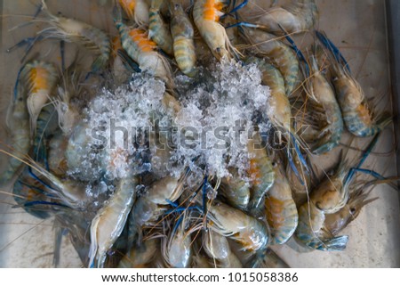 Fresh  shrimp under ice