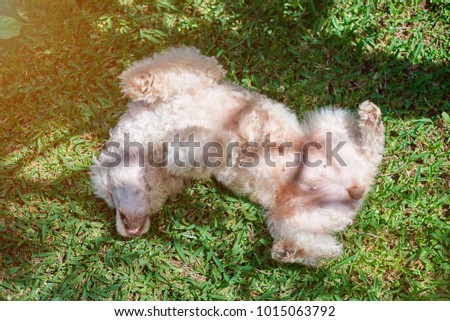 White poodle dog playing on green grass. Laying upside down poodle