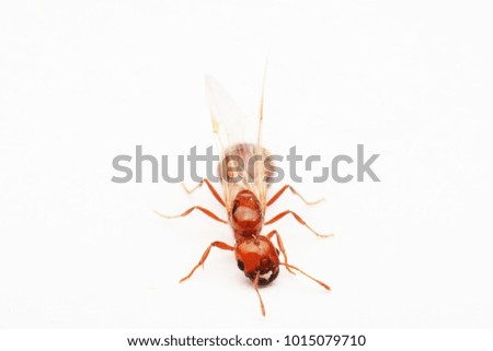 
Flying red ants on white background macro.
