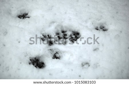 animal tracks - detail on a white snow