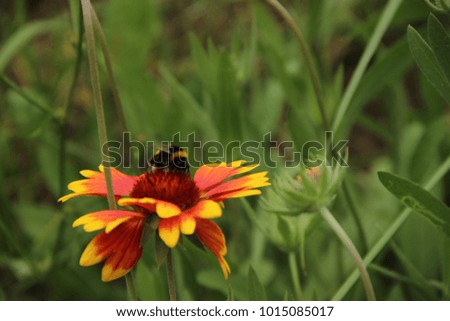Pictured in the photo bamblebee on a bright orange flower against a background of green grass.